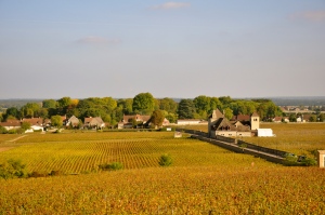vines of Burgundy