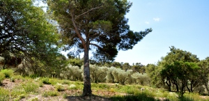 Olive groves near Les-Baux-de-Provence